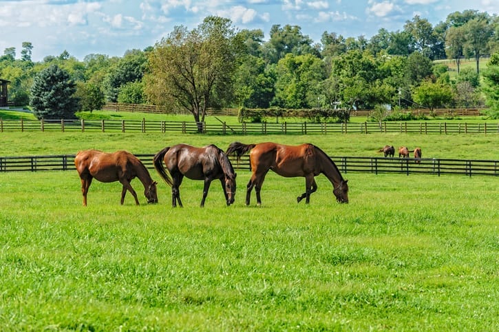 Horses in the pasture grazing - Cumberland Buildings Horse and Loafing sheds