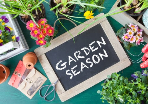 5 Gardening Tips For Beginners