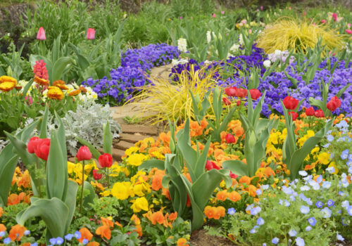 Choosing the Right Flower for the Right Spot in Your Garden